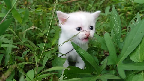 The sound of a baby cat calling its mother😻