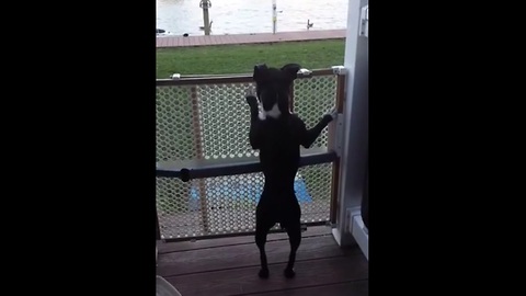 Boston terrier jumps like a pogo stick