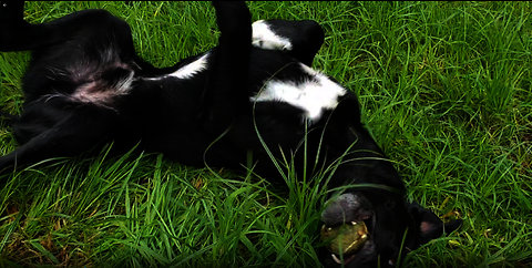 Crazy Happiest Dog Ever Rolling in Tall Grass: Benji The Borador