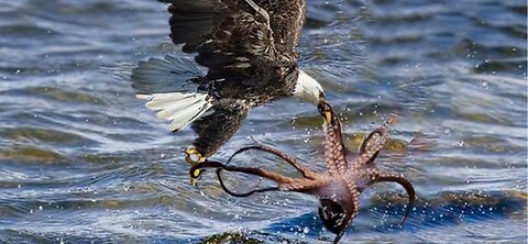 Who is more dangerous; Eagle or Octopus? Unbelievable 😱
