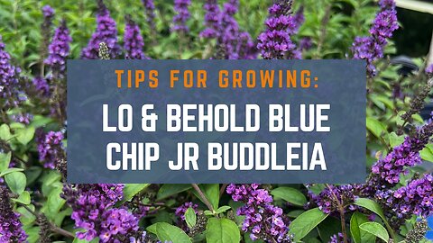 3 Tips for Growing Lo & Behold Blue Chip Jr. Buddleia