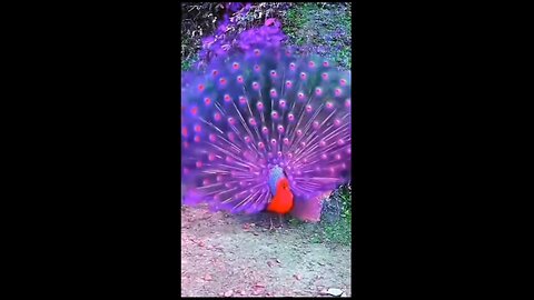 Beautiful peacock... Funny pets life #8