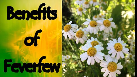 The Benefits of Feverfew Tanacetum Parthenium