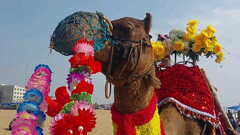 Camel in Puri beach