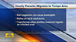 Study conducted at University of Florida finds potentially lethal parasite in 5 FL counties