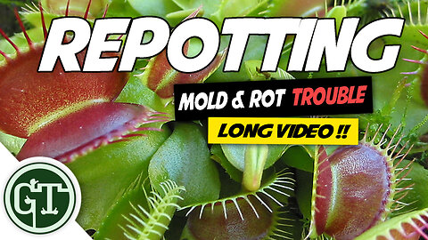Venus Flytrap Repotting, Mould and Rot Trouble and Treatment