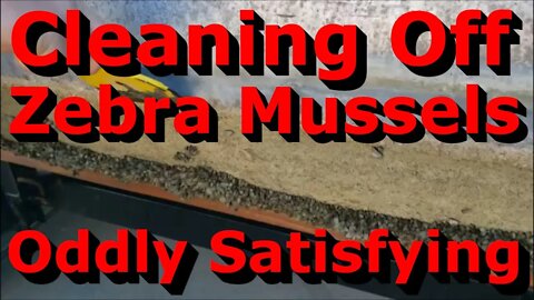 Oddly Satisfying Video - Cleaning Zebra Mussels Off Pontoon Boat