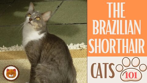 🐱 Cats 101 🐱 BRAZILIAN SHORTHAIR CAT - Top Cat Facts about the BRAZILIAN #KittensCorner