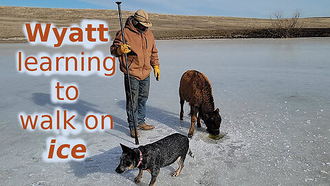 Bison baby learning to walk on icy pond