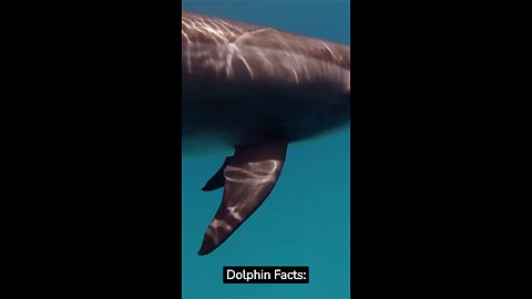 Dolphin Facts: Intelligent Creatures