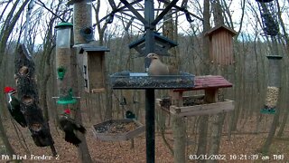 Male & Female Pileated Woodpeckers - Short