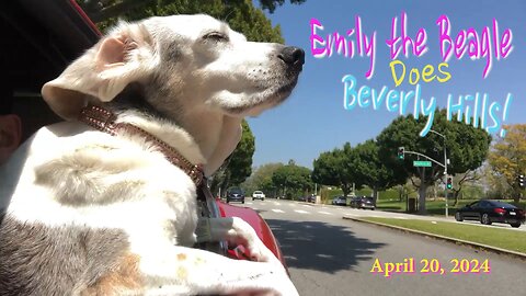 BEAGLE DOES BEVERLY HILLS