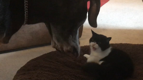 Blind old Great Dane kicks grumpy cat off her bed