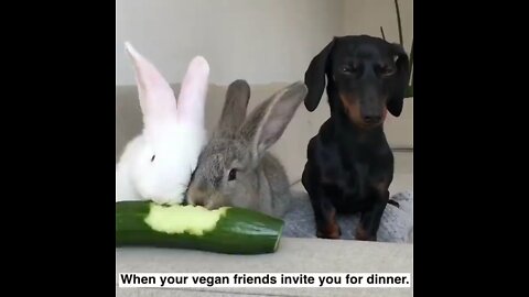 Dachshund doesn’t care to Rabbits vegan diet