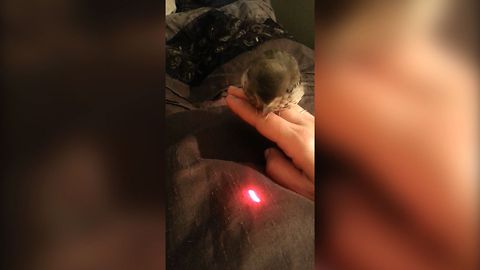 Baby Bird Loves Laser Pointer