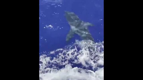 Big white shark off Miami this afternoon.