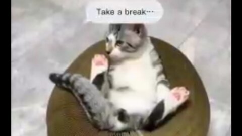 take a breck cat very funny