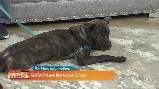 Safe Paws Rescue | Morning Blend