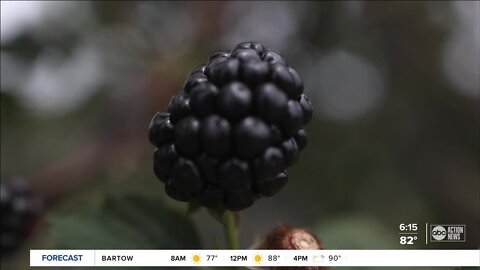 Florida's Next Cash Crop?: The humble blackberry