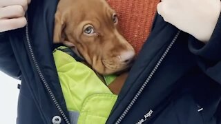 Adorable Little Puppy Stays Warm Inside Of Owner's Jacket