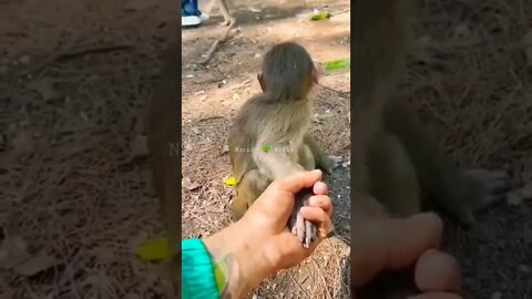 Monkey Ka Reaction Dekhna😂See monkey's reaction👈