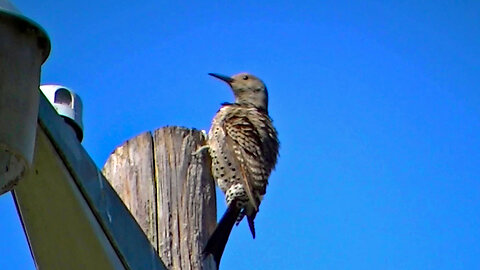 IECV NV #693 - 👀 Northern Flicker Hanging In There On The Light Pole 🐦7-20-2018