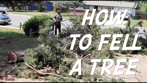 HOW TO FELL A TREE BY MAJORSTAR