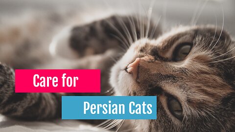 Care for Persian Cats