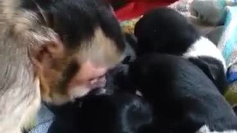 Loving monkey watches over litter of puppies