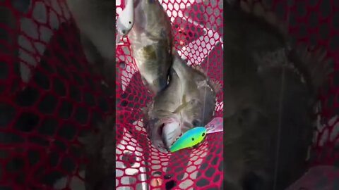 INSANE Fish Catch on Lake Fork (Best Bass Fishing Lake Ever?)