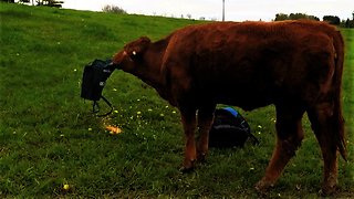 Clever cow learns how to smoothly deal with corn in a bag