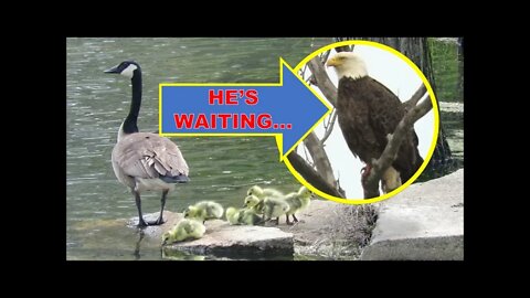 our wild goose family update vlog