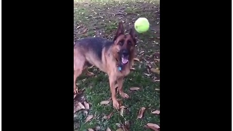 Clumsy Dog With Poor Fetch Skills Struggles To Catch A Tennis Ball
