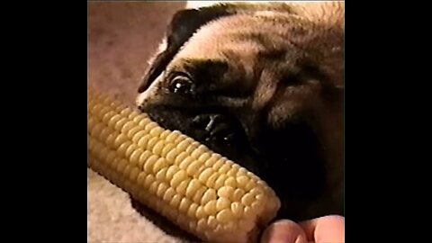 Funny Little Pug Eats Corn ~ Funny Animal Short Videos For Pug Lovers