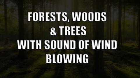 Forests, Woods And Trees With The Sound Of Wind Blowing.