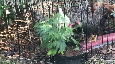 Chickens love eating cannabis (marijuana)
