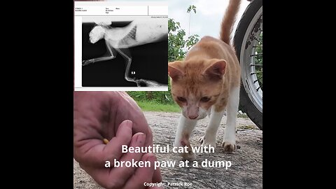 Lovely Cat with a broken paw found by drone #kittenrescue #straycatrescue #indonesia