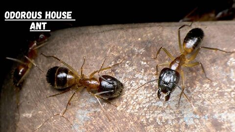 Odorous House Ant II How to identify Odorous House Ants
