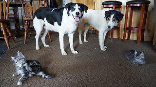 Happy, Smiling Dog Watches Kittens Playing