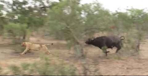 Angry buffalo chases off hungry lion to protect the herd