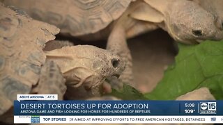 Hundreds of desert tortoises in need of new homes