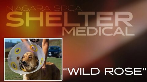 Under leg lacerations - "Wild Rose" | Shelter Medical