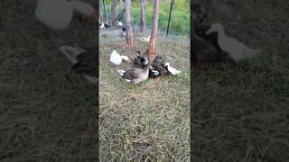 Ducklings having some water