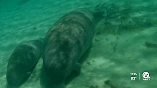 Manatees dying at record pace as environmental problems mount