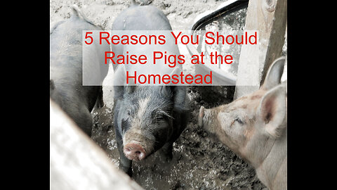 5 Reasons You Should Raise Pigs at the Homestead