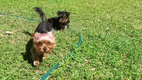 Yorkie meets puppy for the first time