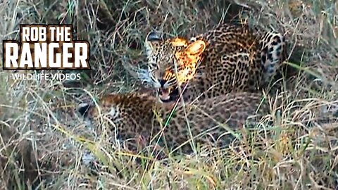 Leopard And Cubs Interact Before Eating | Archive Wildlife Footage