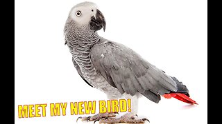 MEET NEW BIRD! African Gray Parrot