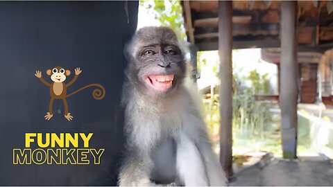 Laughing Monkey | Funny Monkey Videos