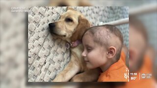Make-A-Wish grants 6-year-old Sarasota girl a new puppy